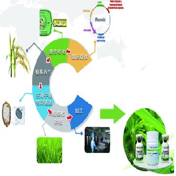 免烫高支棉条纹衬衣